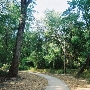 Trinity Forest
