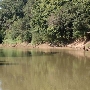 Trinity Forest