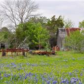 Bluebonnets & wildflowers near Ennis