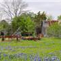 Bluebonnets & wildflowers near Ennis