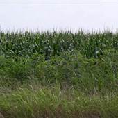 Corn Fields - Kaufman and Area