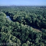 Trinity Forest