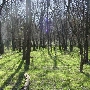 Trinity Forest