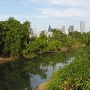 Trinity Forest