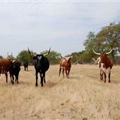Cross Creek Ranch