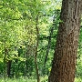 Trinity Forest