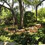 Dallas Arboretum & Botanical