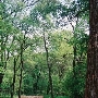 Trinity Forest