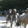 Mustangs of Las Colinas