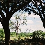 Trinity Forest