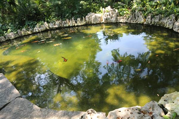 Dallas Arboretum & Botanical (7/15/2016)