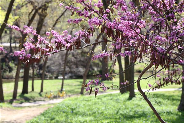 William B. Dean Park