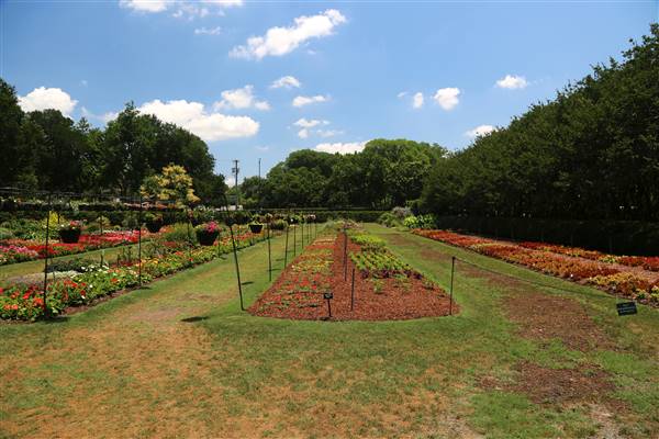 Dallas Arboretum & Botanical (7/15/2016)