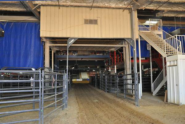 Mesquite Rodeo