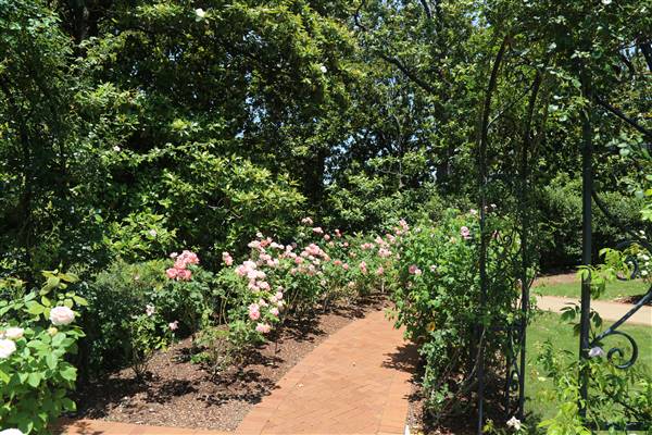 Dallas Arboretum & Botanical (7/15/2016)